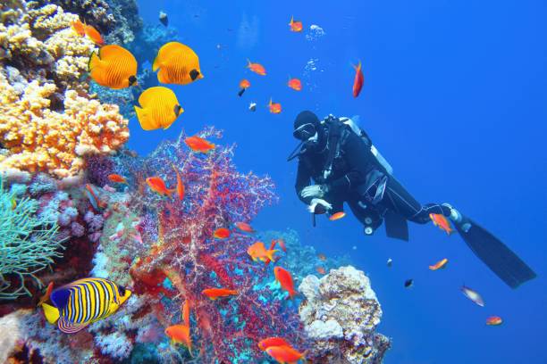 Dive into the Red Sea: A 3-Hour Underwater Adventure
