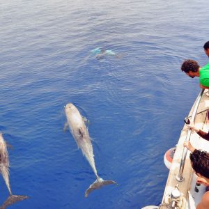 Full-Day Tiran Island Snorkeling Trip